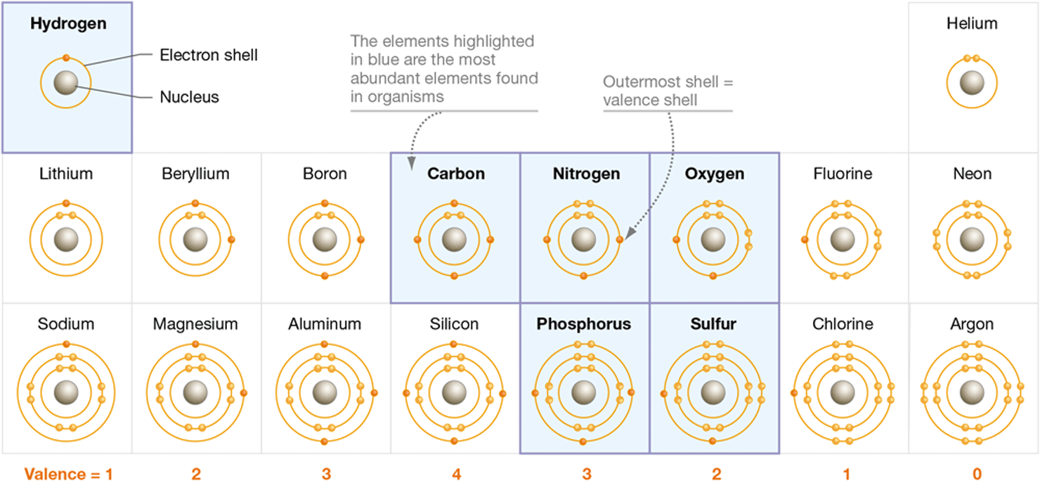 A diagram shows the structures of the atoms important to life, the number of electrons found in the valance, or outermost shells, and highlights the most abundant elements found in organisms.