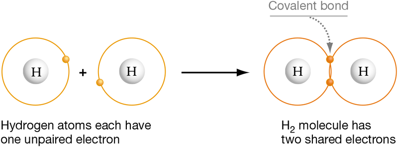 The diagrams show that covalent bonds result from electron sharing.